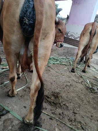 થંબનેલ 3