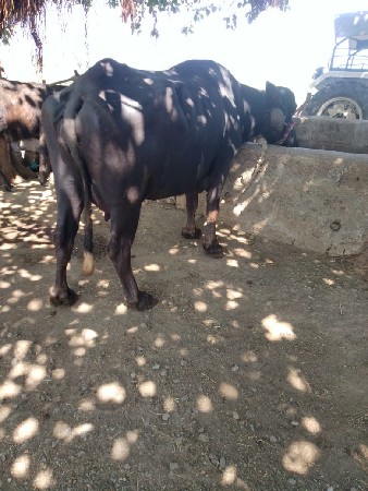 थंबनेल 3