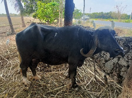 ત્રીજું વેતર સાડા 8 મહિના ગાભાણી