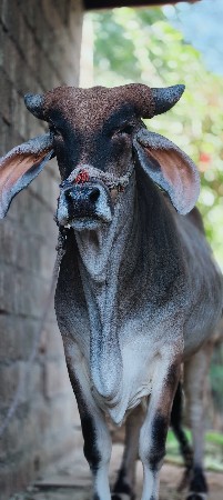 ગાય ફ્રી માં વેચવાની છે.