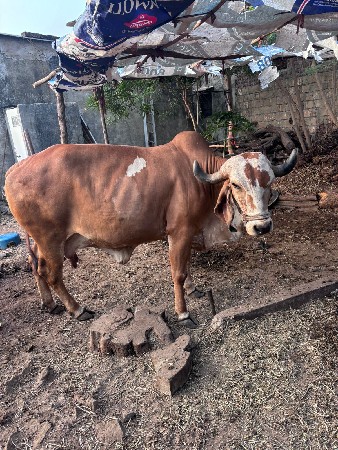 થંબનેલ 3