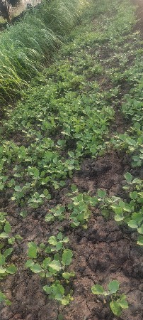 રીંગણી નો રોપ