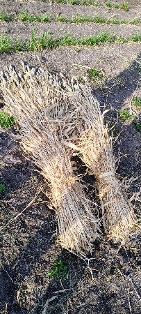 નીણ વેચવાની છે.