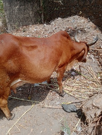 થંબનેલ 2