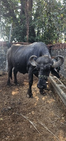 bhesh vechava ni che