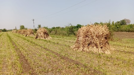 જુવાર ની કળબ વેચવાની છે