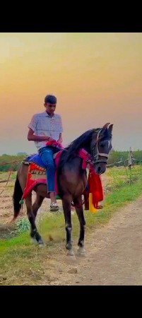 ઘોડી.દેવાનીછે..કાઠીયાવાડી