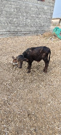 थंबनेल 2