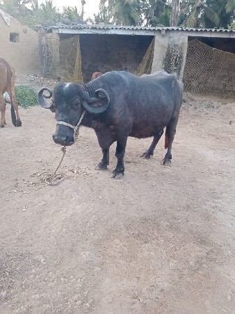 थंबनेल 2