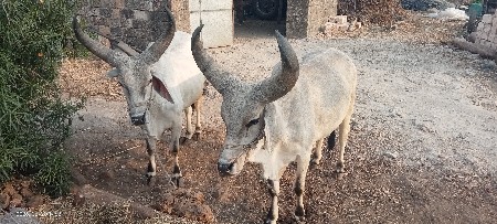 બળદ વેચવાના છે