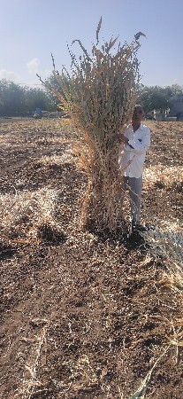 નિરણ વેચવાની છે