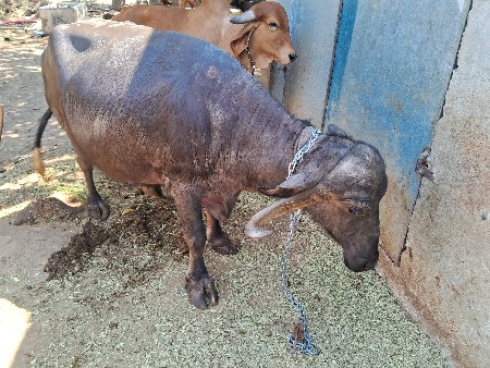 थंबनेल 2