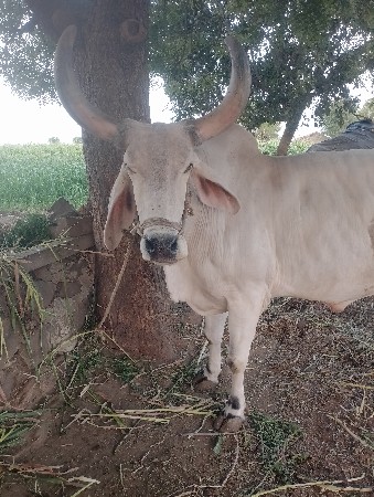 બળદ વેચવાનો છે