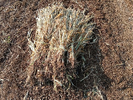 નીરણ‌ વેચવાની છે