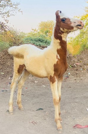 વછેરો વેચવા નો છે