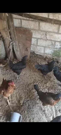 3 કડકનાથ અને એક સોનાલી