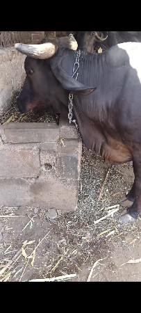 જર્સી ગાય