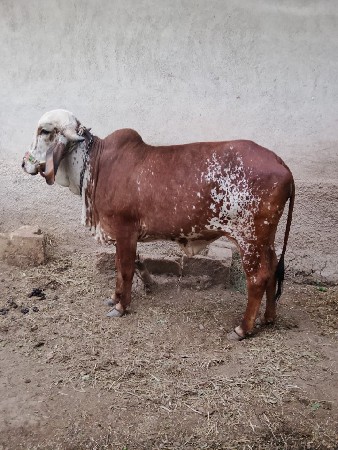 थंबनेल 2