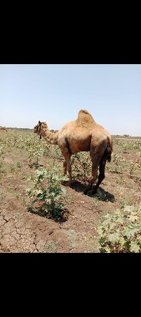 વેચવાનું