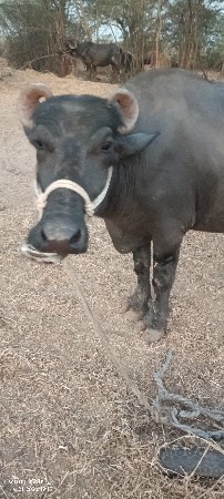 10 ખડેલા પેલા વેતર ના વેચવા ન c