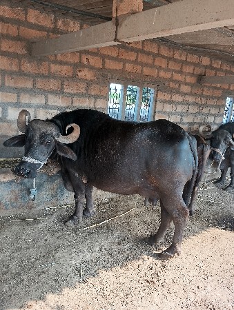 थंबनेल 2