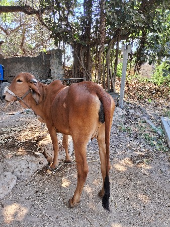 ગીર ગાય વેચવાની છે
