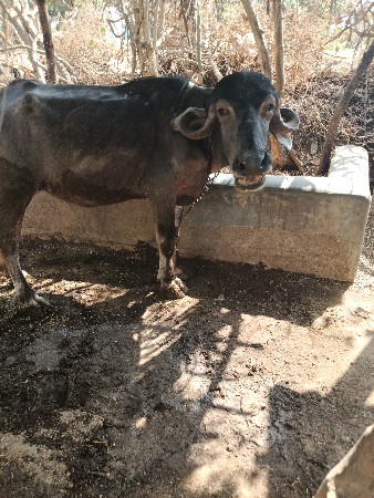 ભેંસ વેચવાની છે