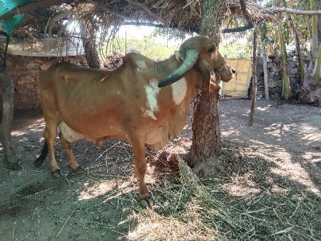 થંબનેલ 3