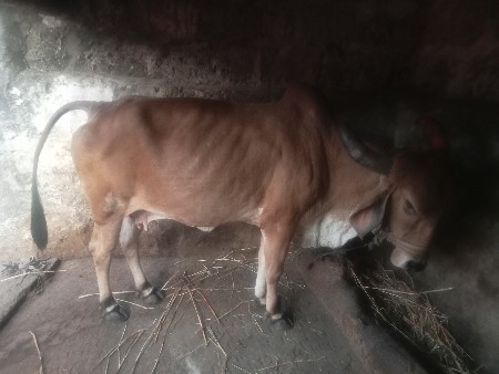 ગાય વેચવાની છે