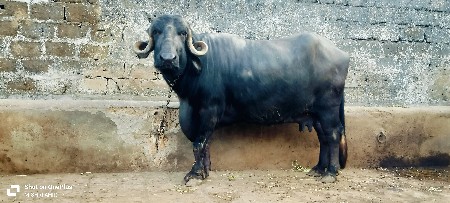 થંબનેલ 3