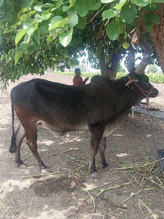 થંબનેલ 3