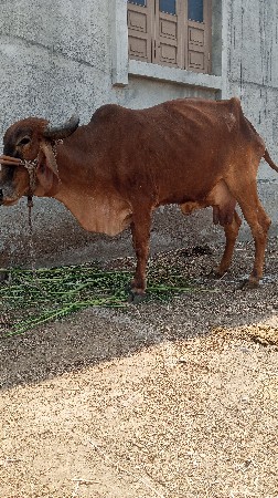 थंबनेल 3