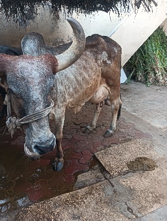 સાજણ ભાઈ