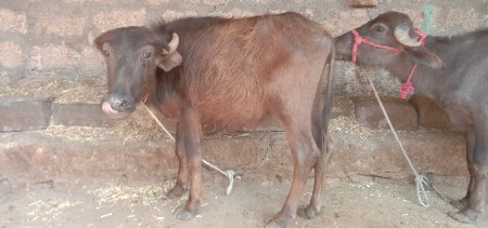 થંબનેલ 3