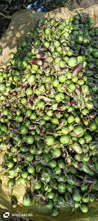 ગોટી રીંગણા વેચવાના છે.