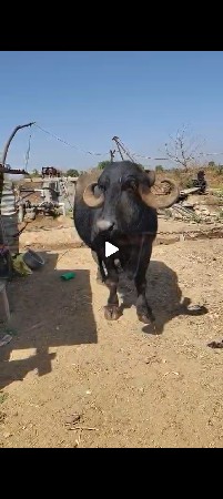 થંબનેલ 2