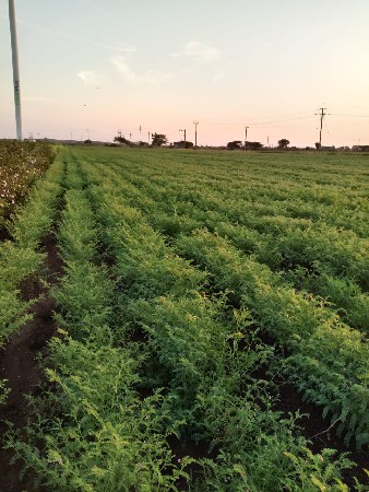 જમીન વેચવાની છે જુની શરત ની