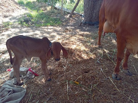 ગીર ગાય વેચવાની છે