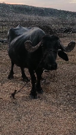 ભેંસ.વેસવાનીસે