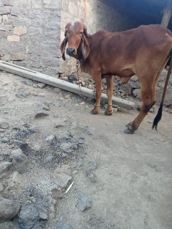 थंबनेल 2