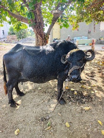 ભેંસ બેસવાની છે