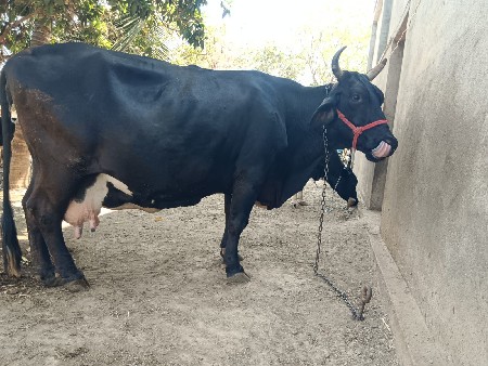 थंबनेल 3