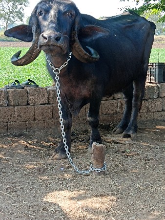 थंबनेल 2