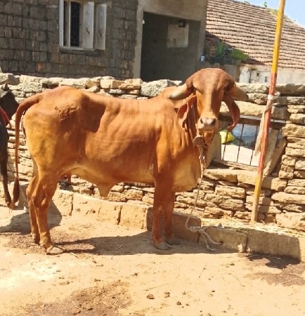 સૂવર્ણ કપીલા ગીર હૉડકી