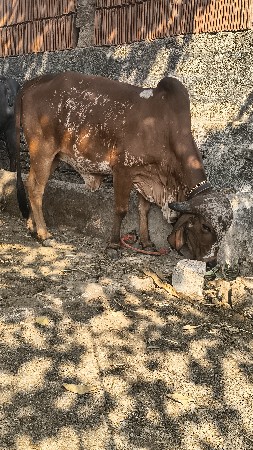 વોડકી વેચવાની છે