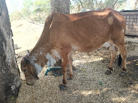 દેસી હોડકી વેચવાની છે