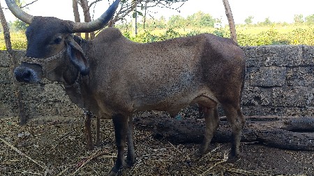 1 મહિના ની વિયાણી વાચરું નથી