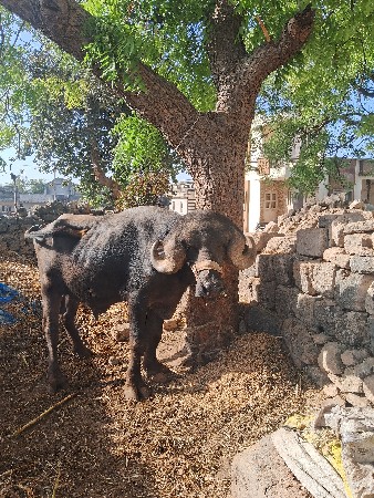 थंबनेल 5