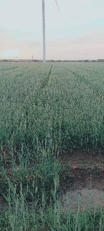 kheti ni ખેતીની જમીન વેચવાની છે