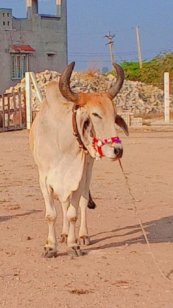 દરવા મકલા ભરત છે ફુલ જવાબદારી ત્રીજ